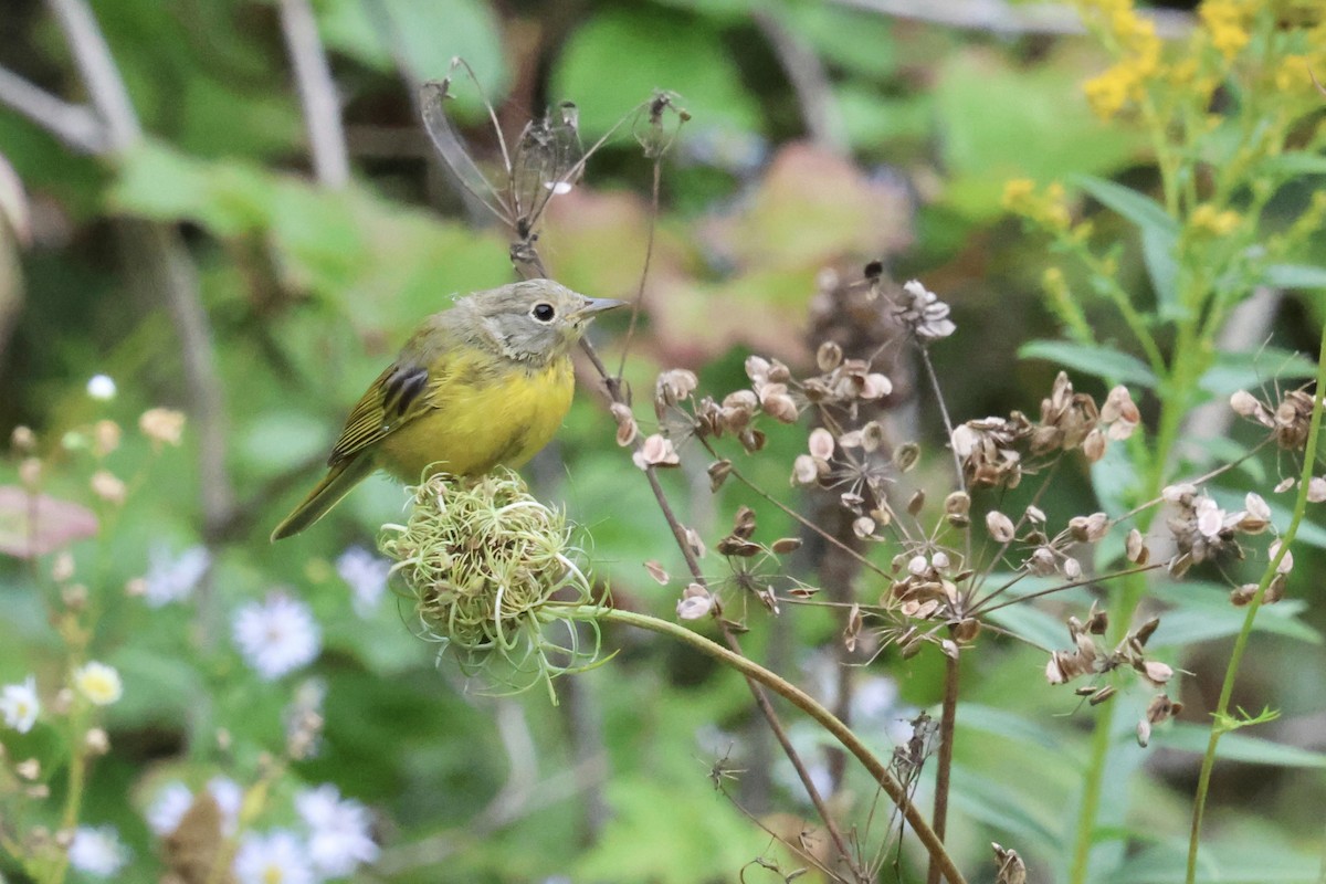 Nashville Warbler - ML623419823