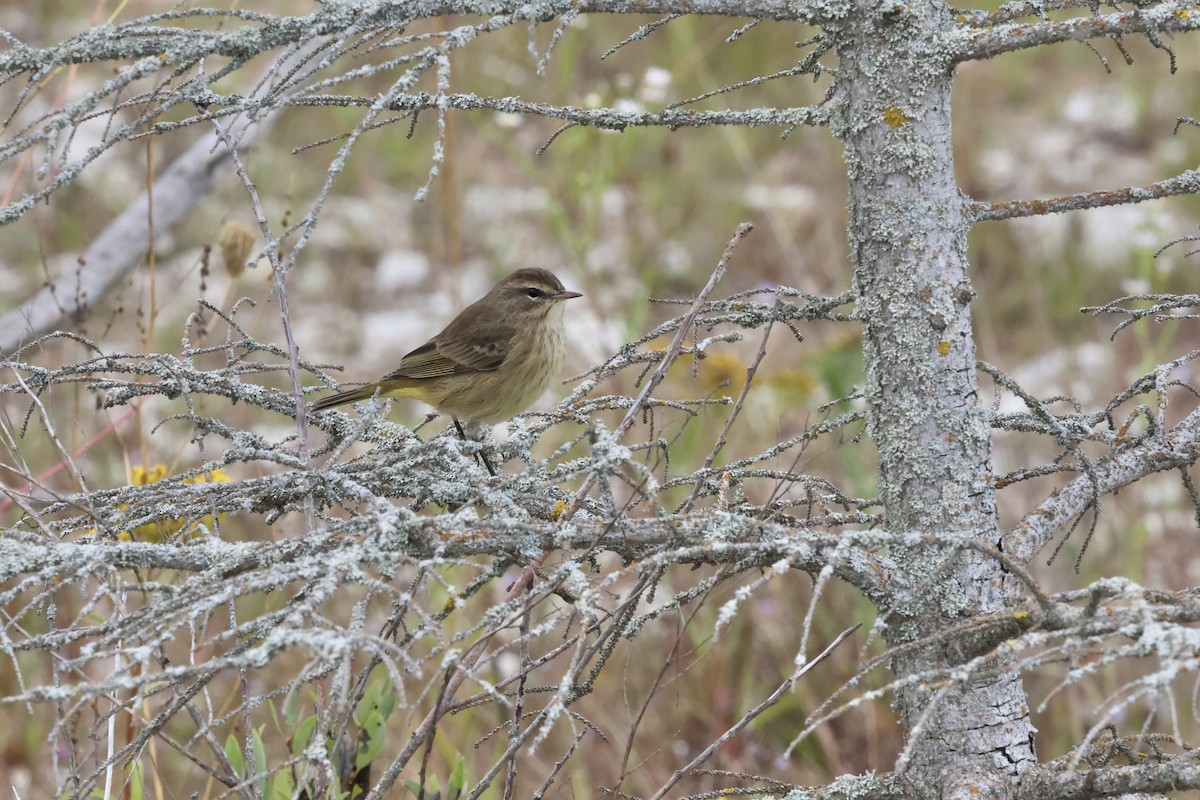 Palm Warbler - ML623419829