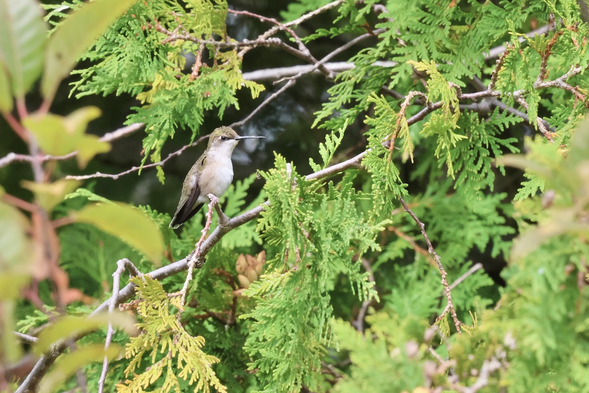 Ruby-throated Hummingbird - ML623419837