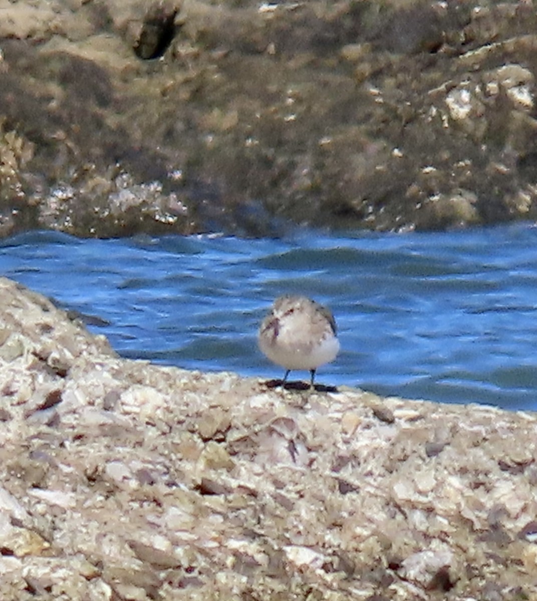 Bécasseau minuscule - ML623419856