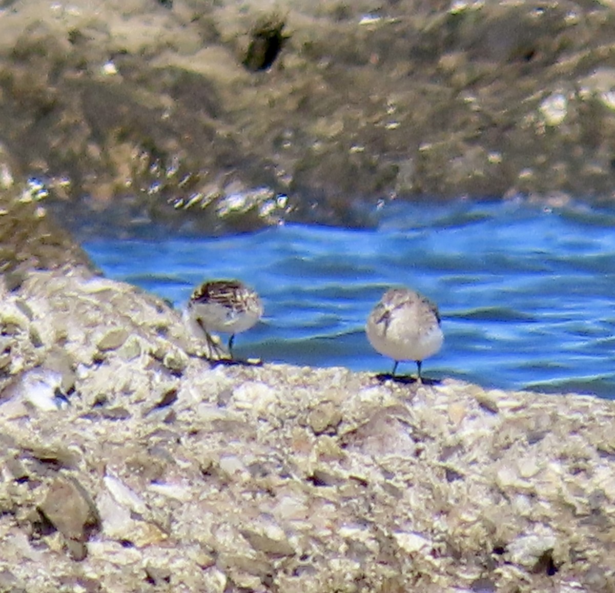 Bécasseau minuscule - ML623419857