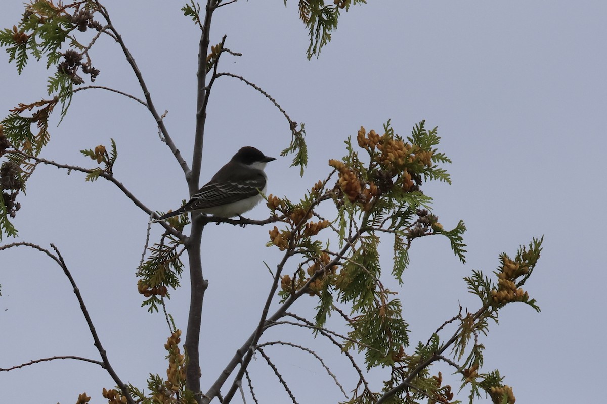 Eastern Kingbird - ML623419858