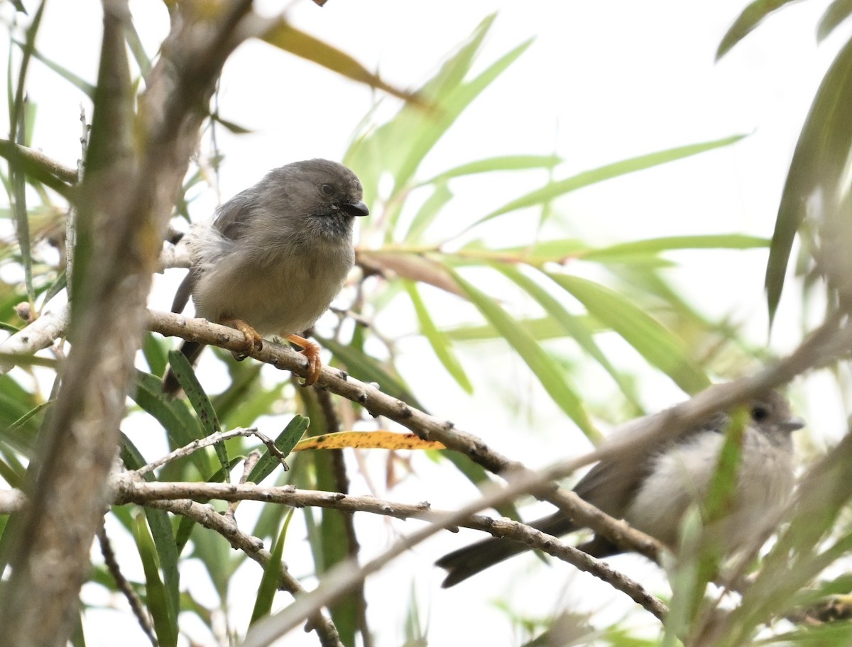 Pygmy Tit - ML623419884