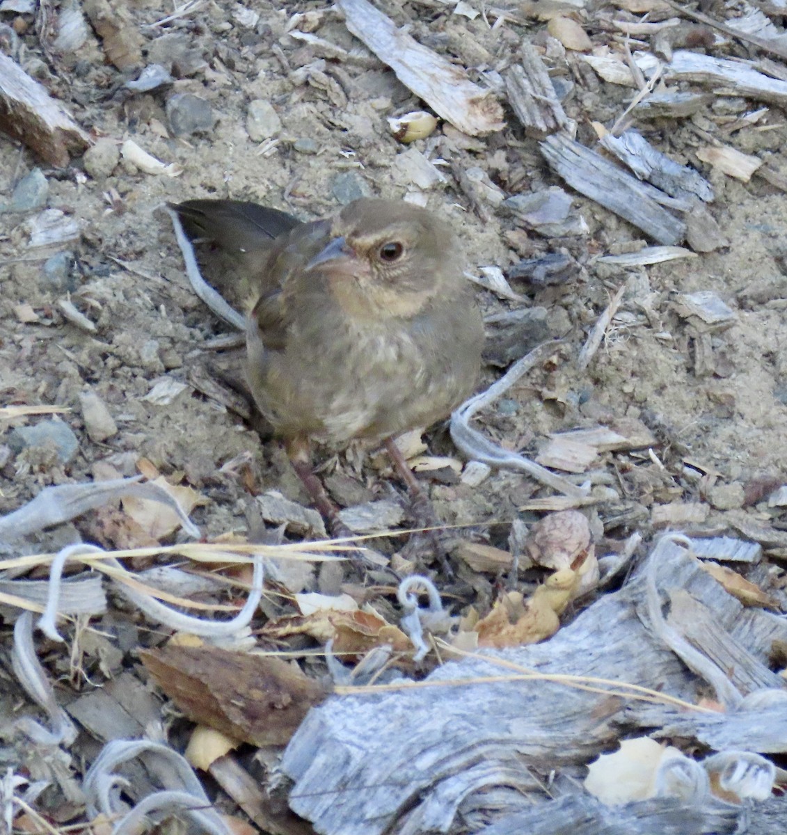 California Towhee - George Chrisman