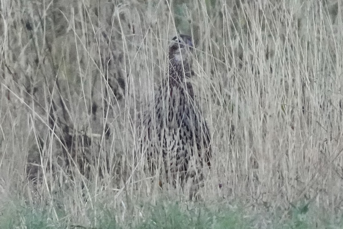 Erckel's Spurfowl - ML623419999