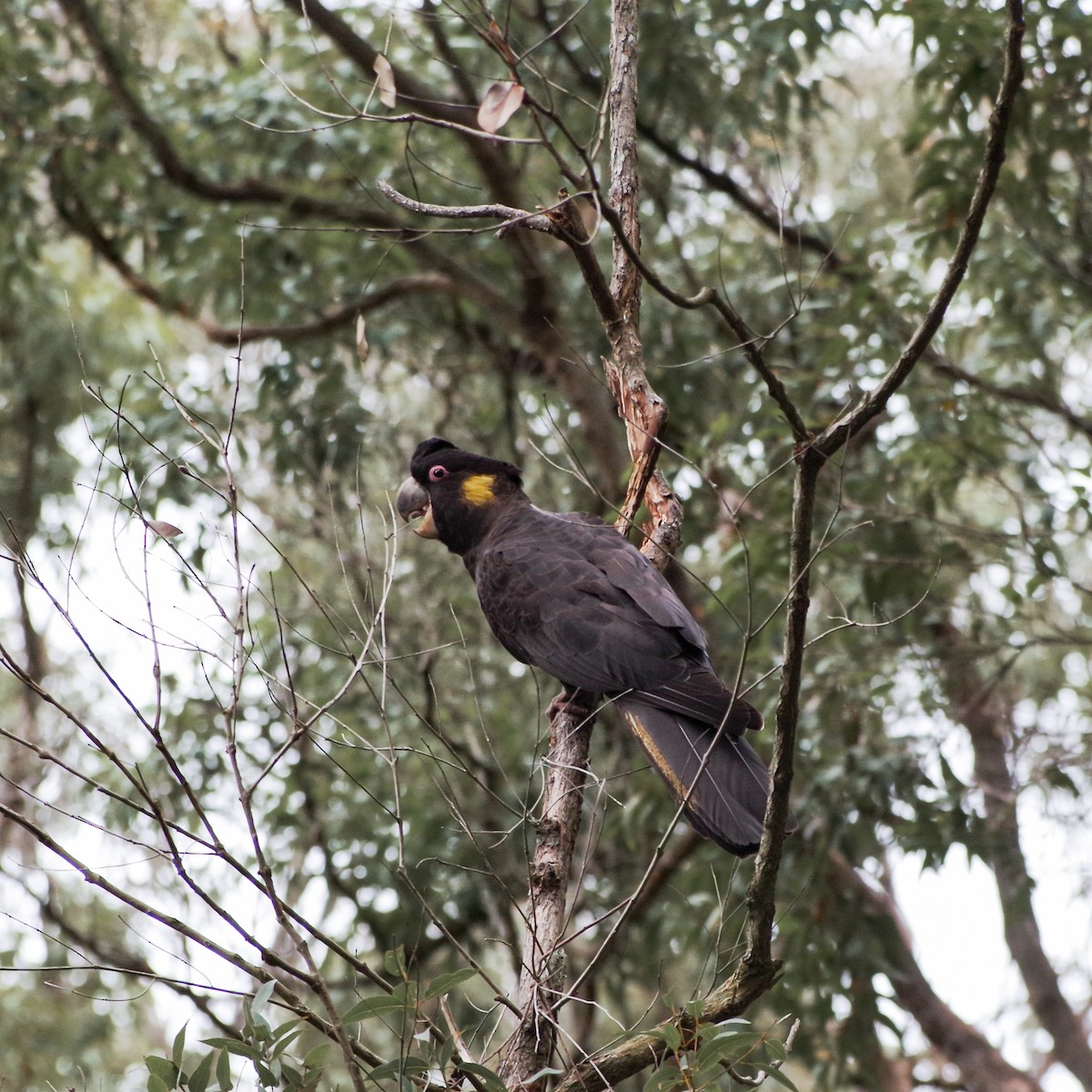 kakadu černý - ML623420034