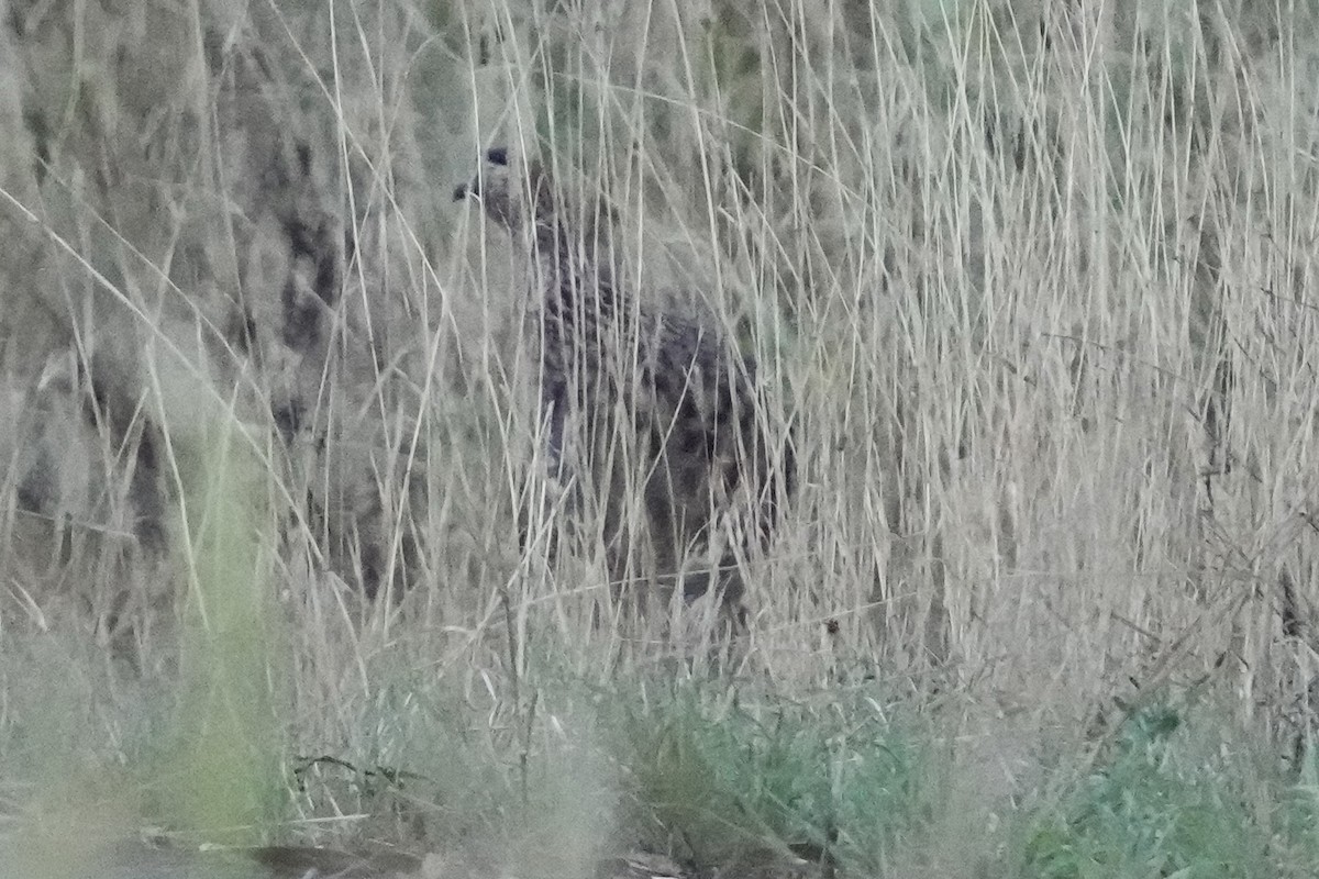 Francolin d'Erckel - ML623420038