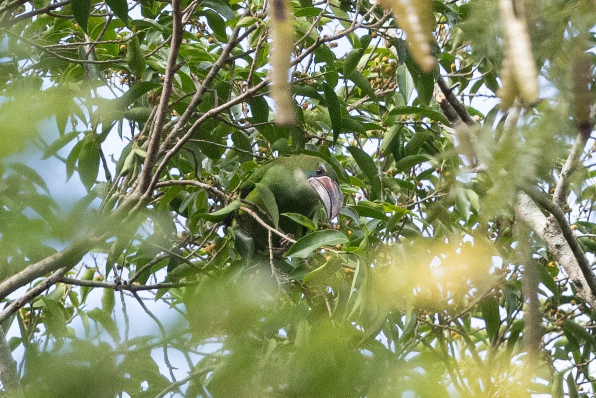 Toucanet de Derby - ML623420041