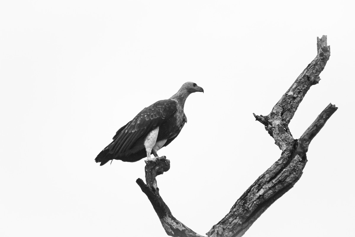 Gray-headed Fish-Eagle - Duncan Breen