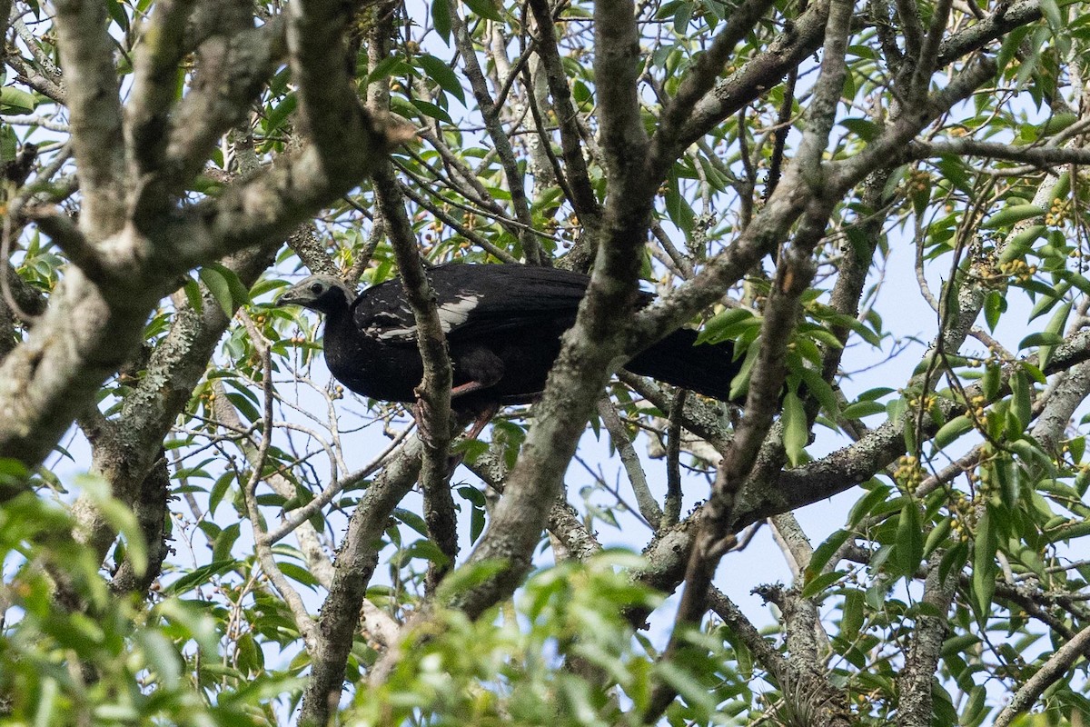 White-throated Piping-Guan - ML623420079