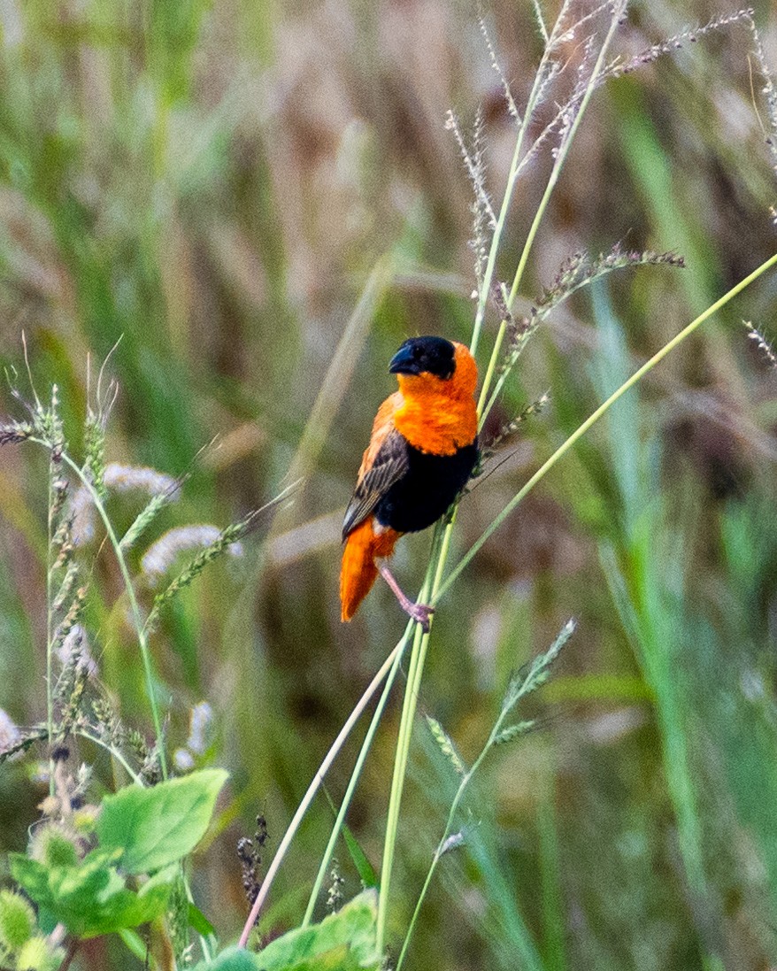 Northern Red Bishop - James Kendall