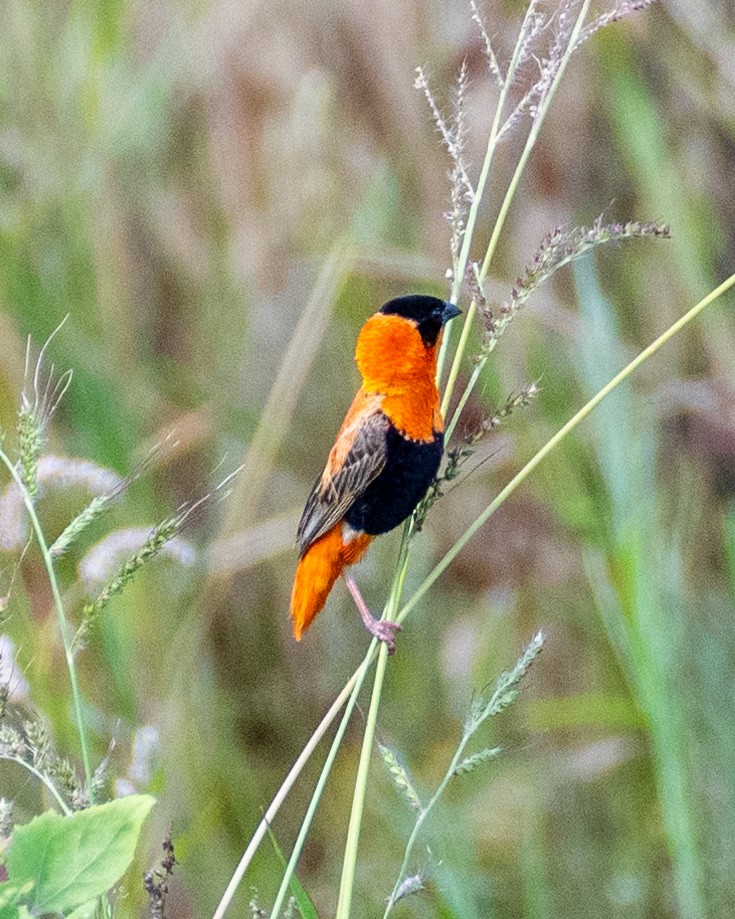 Vescovo arancio - ML623420150