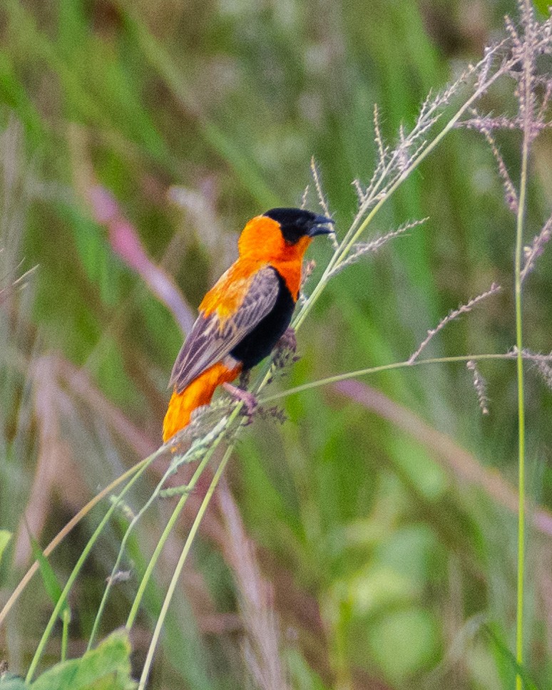 Vescovo arancio - ML623420152