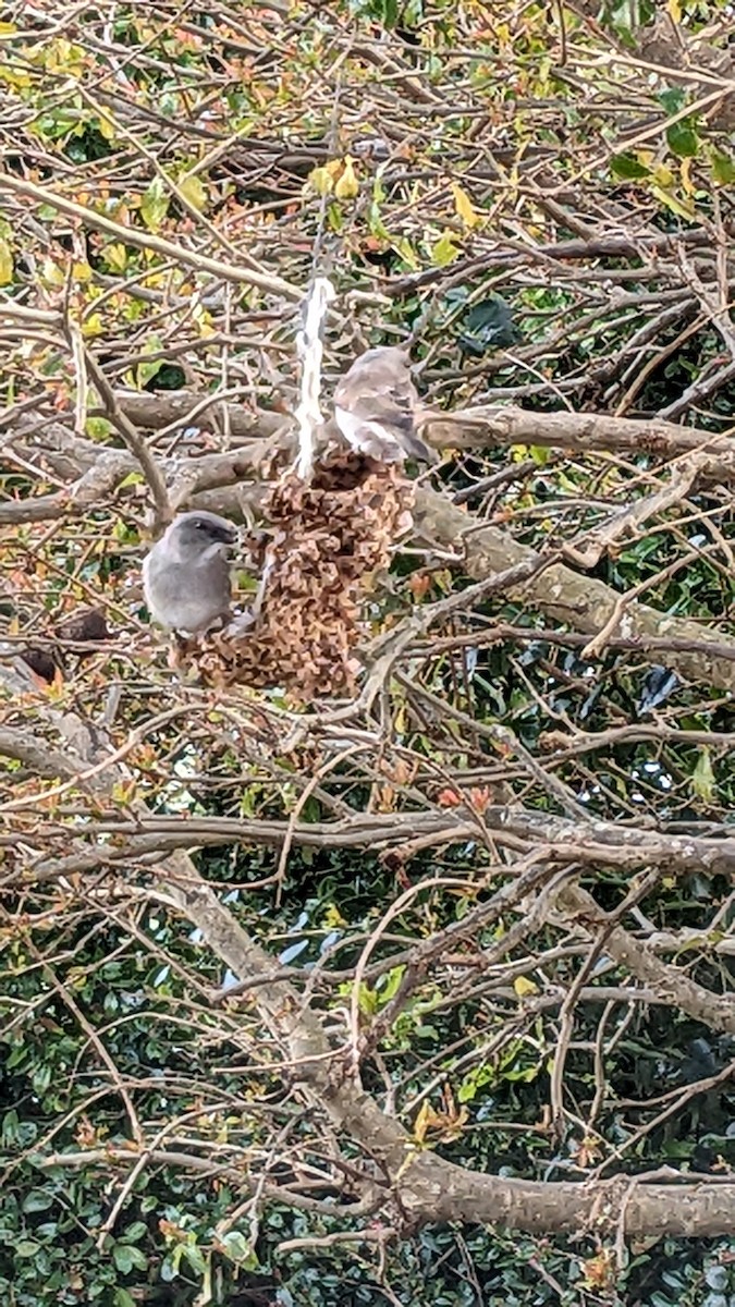 Southern Gray-headed Sparrow - ML623420156