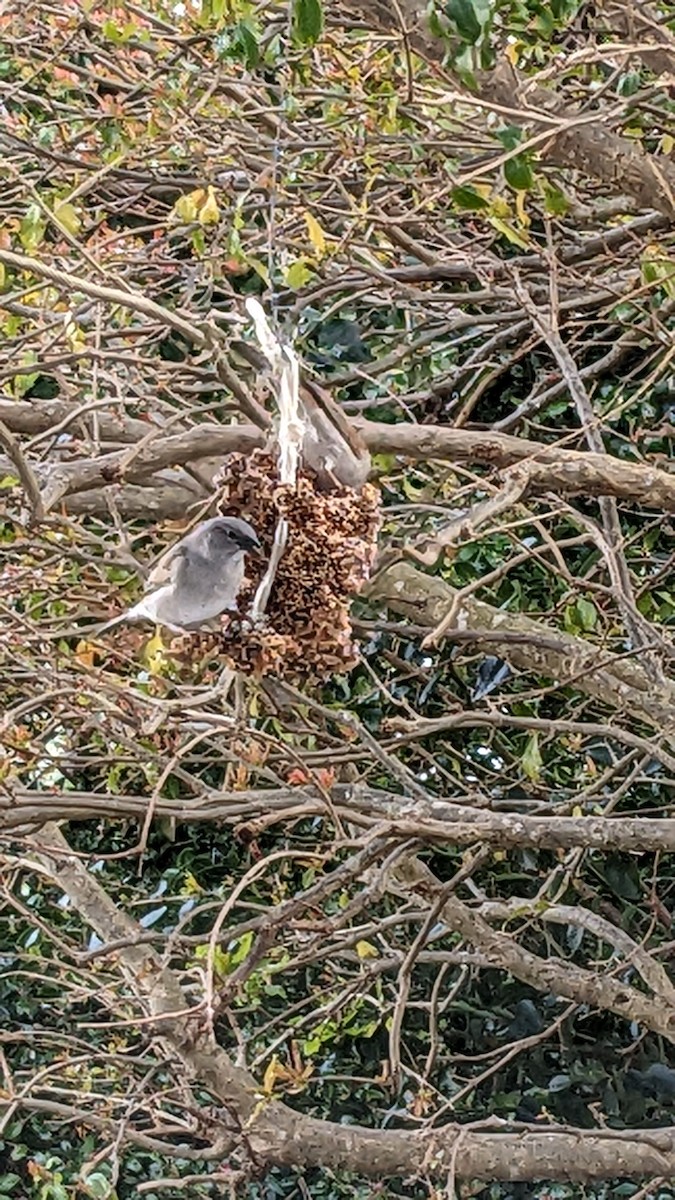 Southern Gray-headed Sparrow - ML623420157