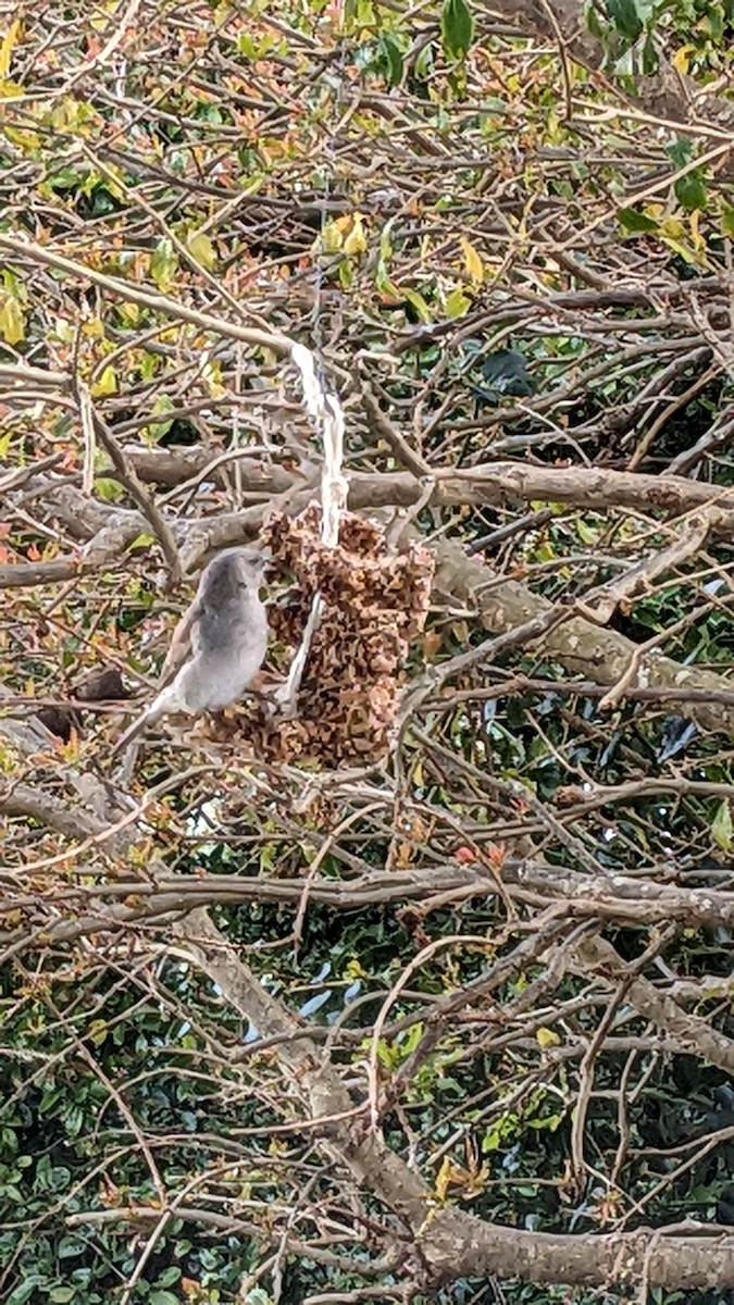 Southern Gray-headed Sparrow - ML623420158