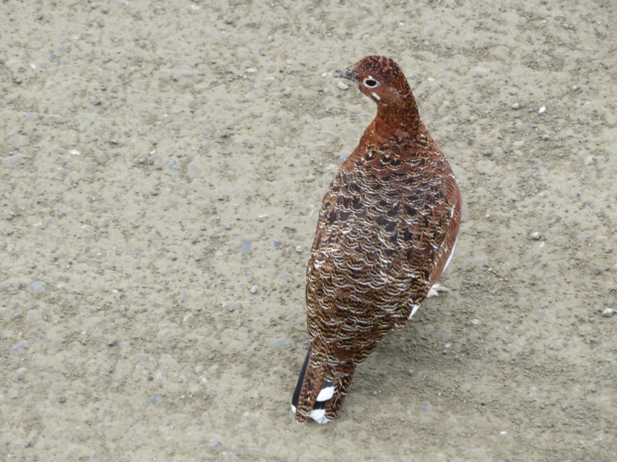 Willow Ptarmigan - ML623420160