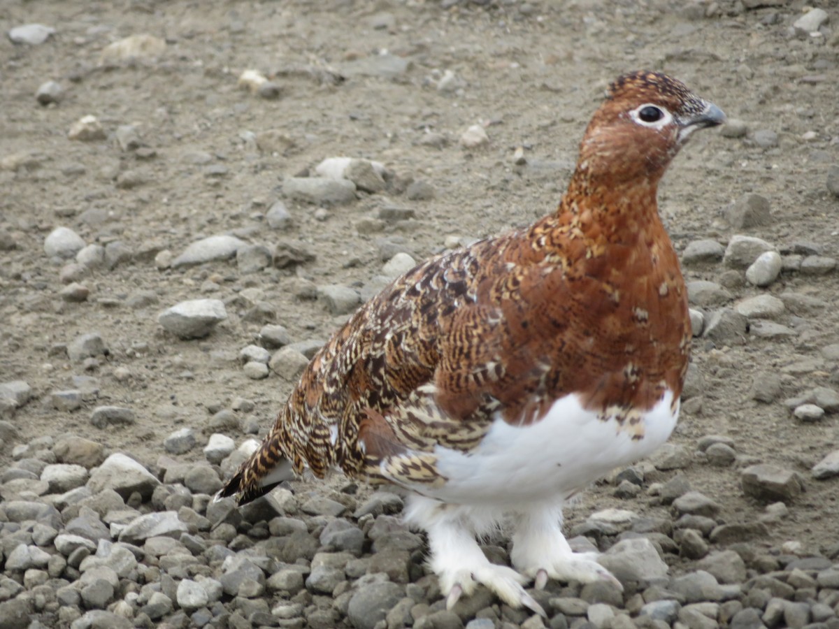 Willow Ptarmigan - ML623420161