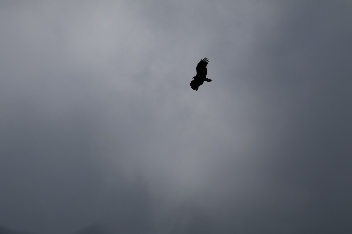 Turkey Vulture - ML623420177