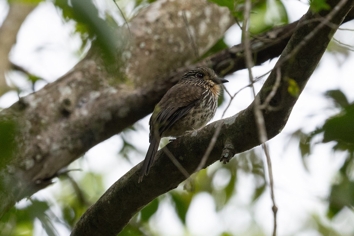 Black-streaked Puffbird - ML623420181