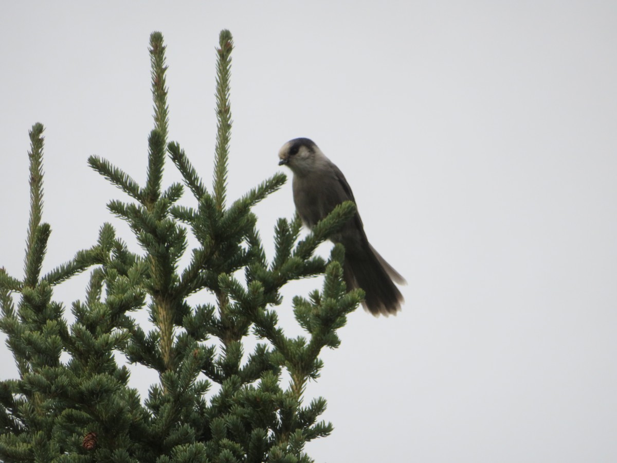 Canada Jay - ML623420184