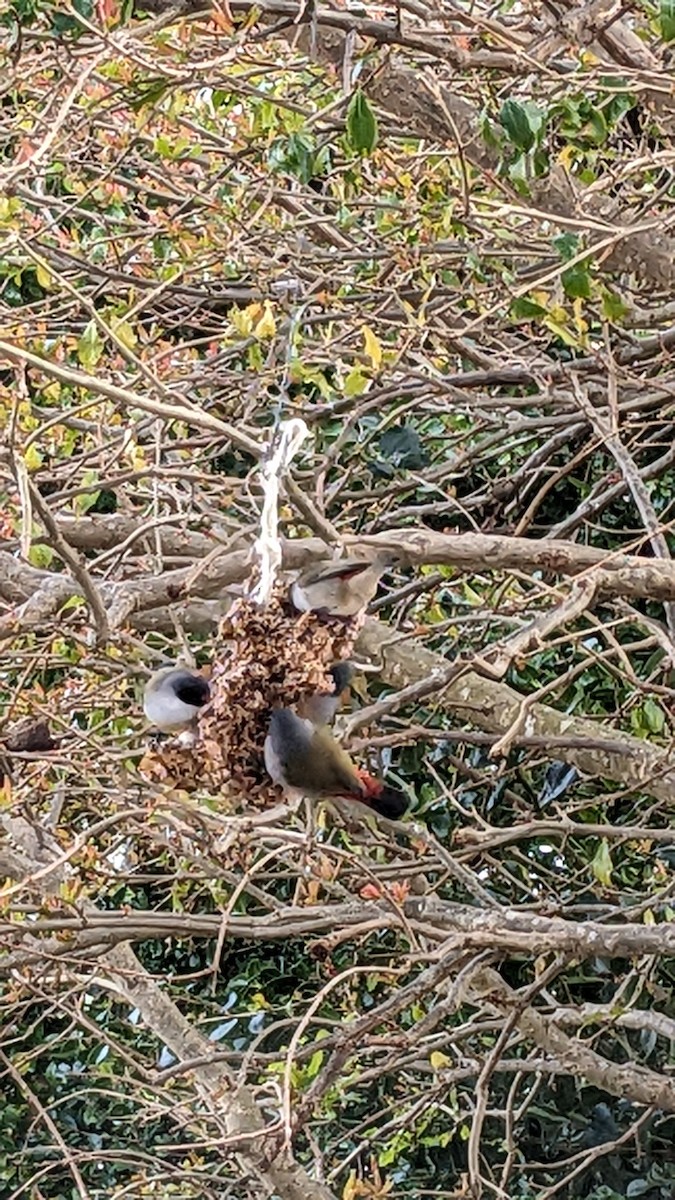 Swee Waxbill - ML623420188