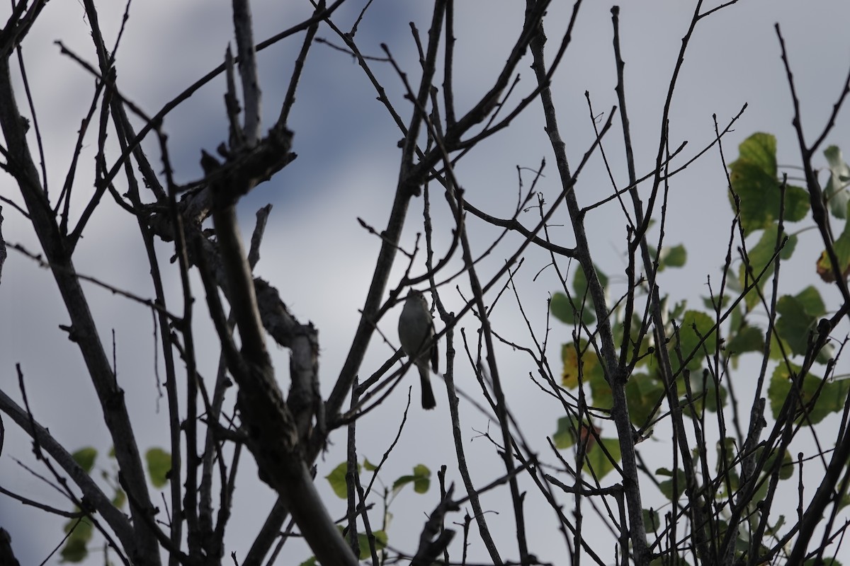 Bell's Vireo (Least) - Brian Bleecker