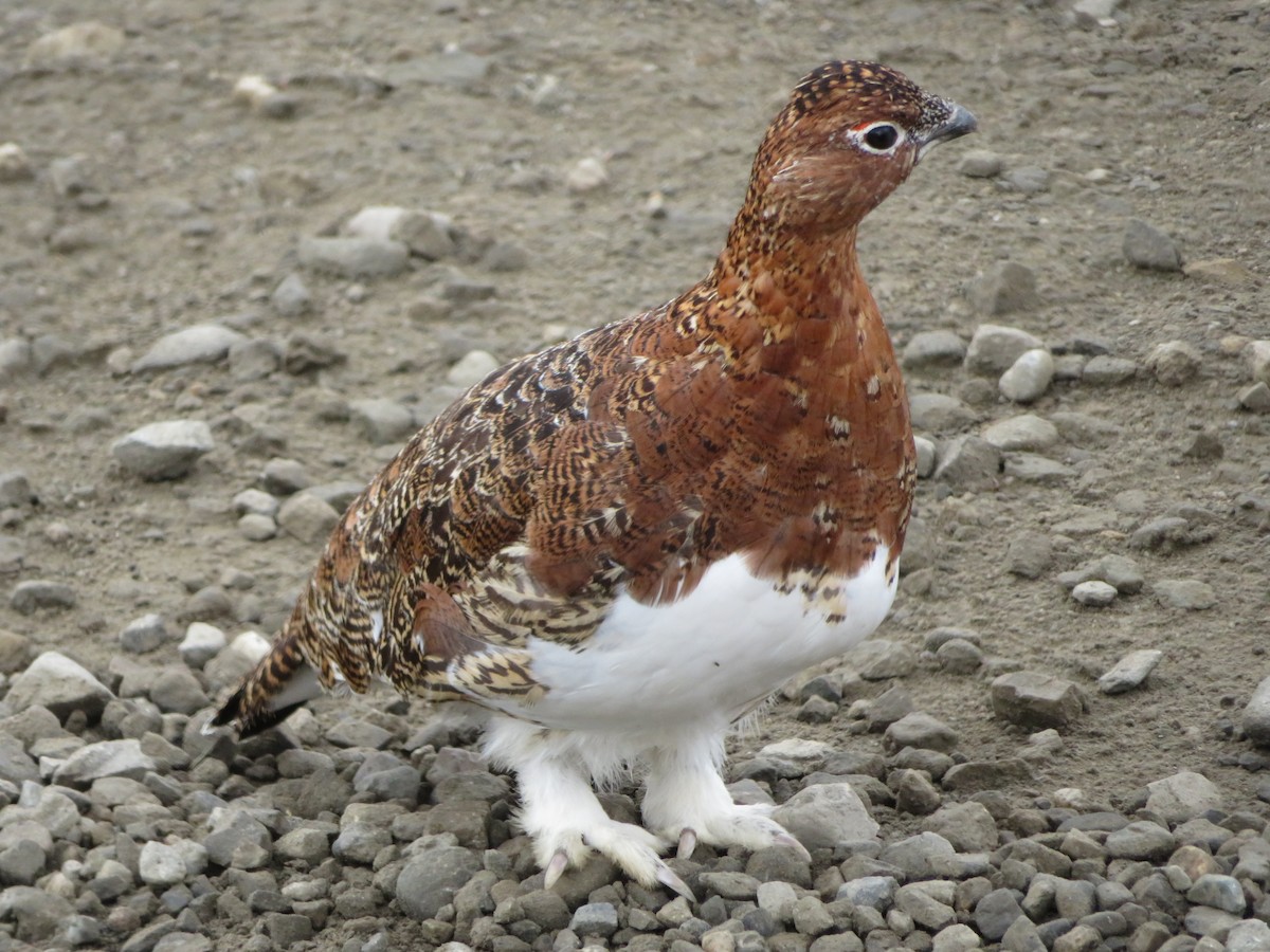 Willow Ptarmigan - ML623420213