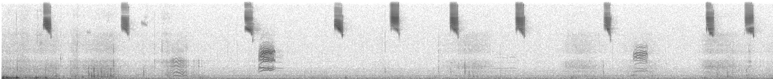 Queue-de-gaze du Sud - ML623420222