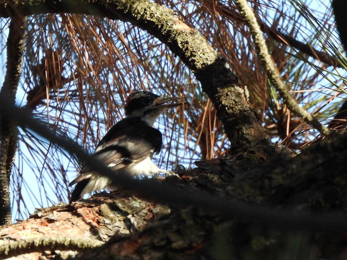 Hairy Woodpecker - ML623420294