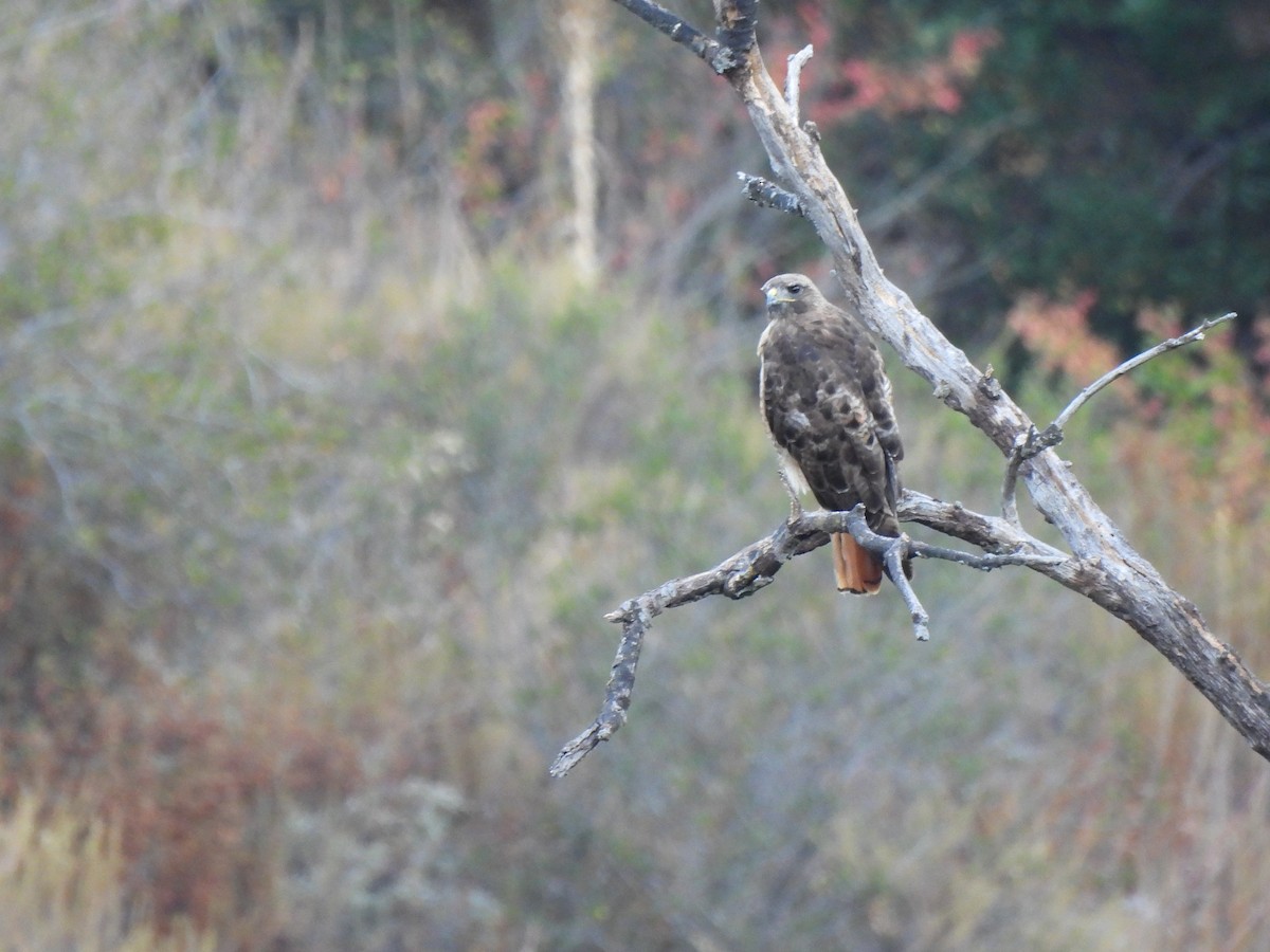 Red-tailed Hawk - Kiandra Mitchell