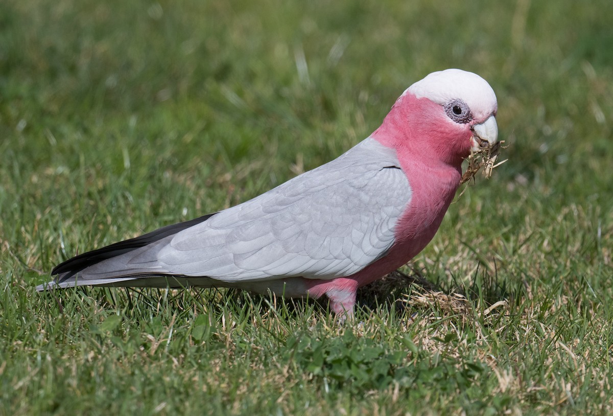 Galah - John Daniels