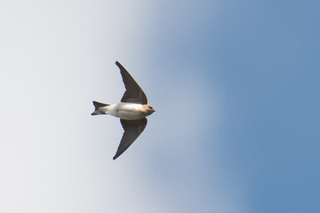 Fairy Martin - ML623420323