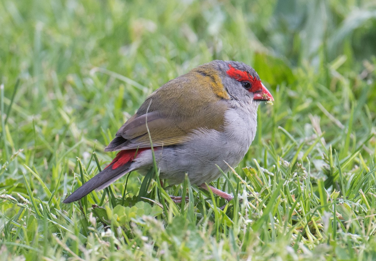 Red-browed Firetail - ML623420325