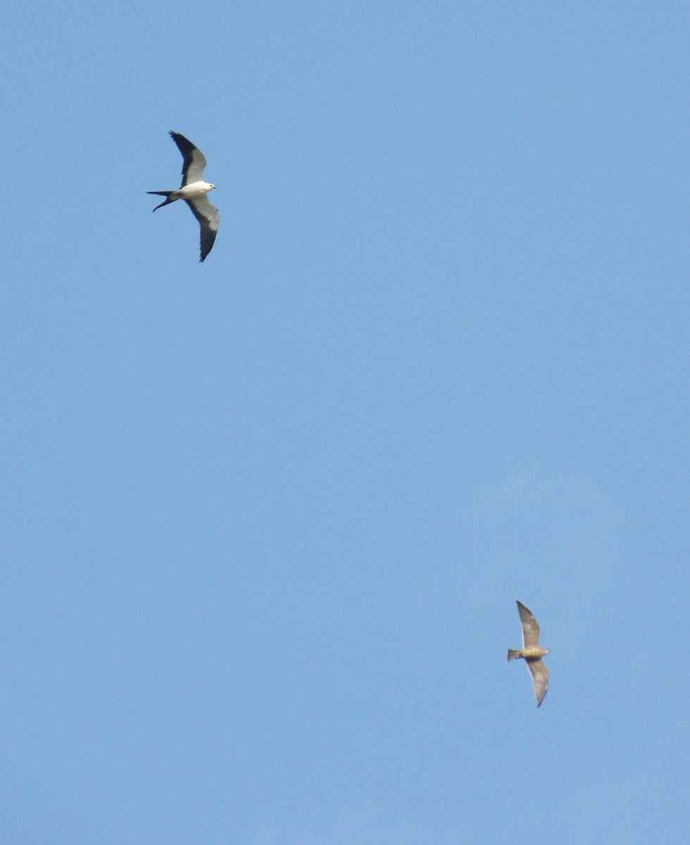 Swallow-tailed Kite - ML623420331