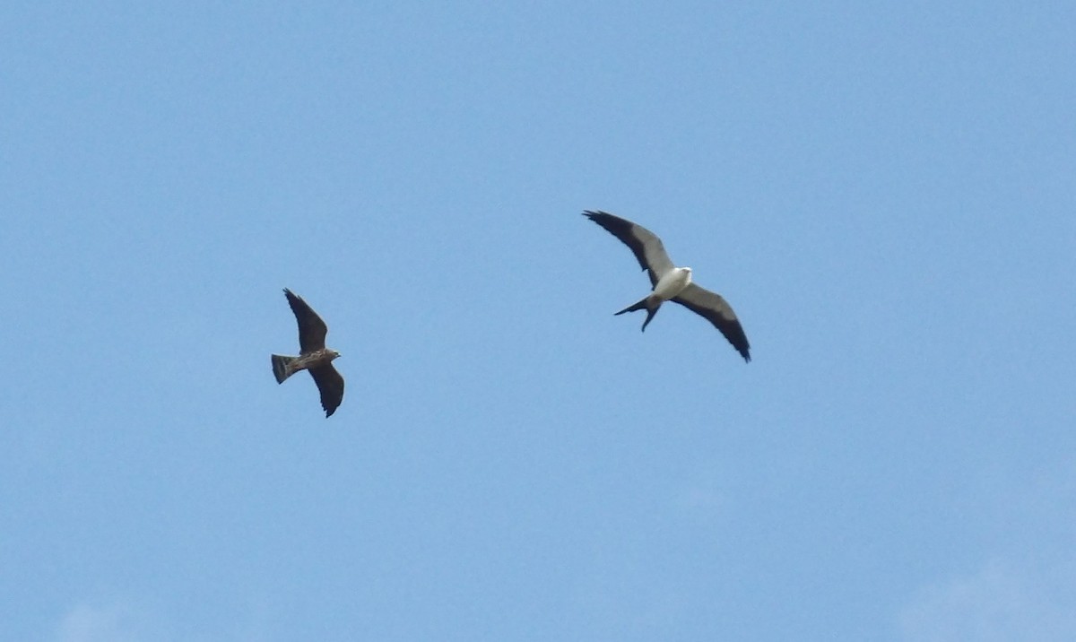 Swallow-tailed Kite - ML623420332