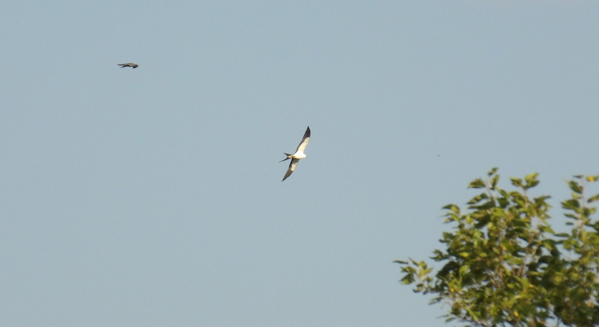 Swallow-tailed Kite - ML623420333