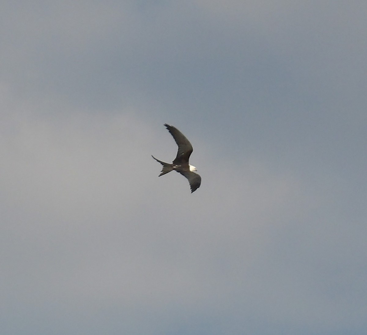 Swallow-tailed Kite - Steve Seibel