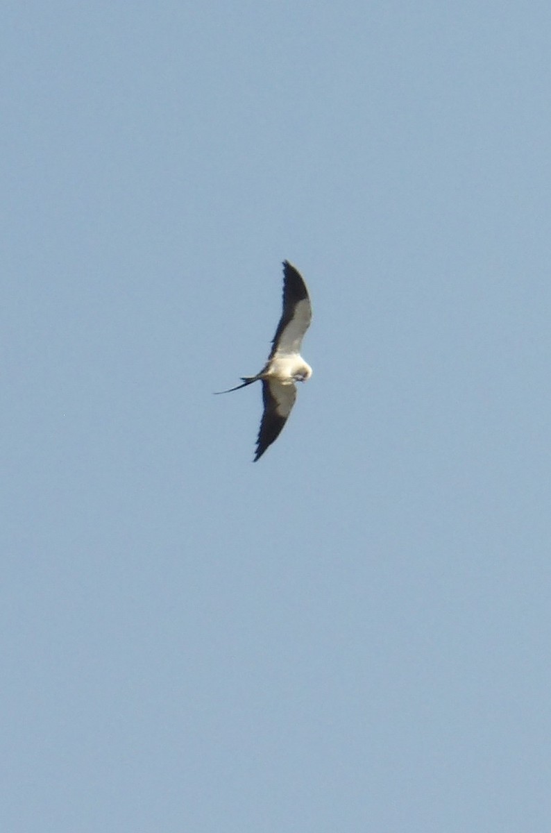 Swallow-tailed Kite - ML623420335