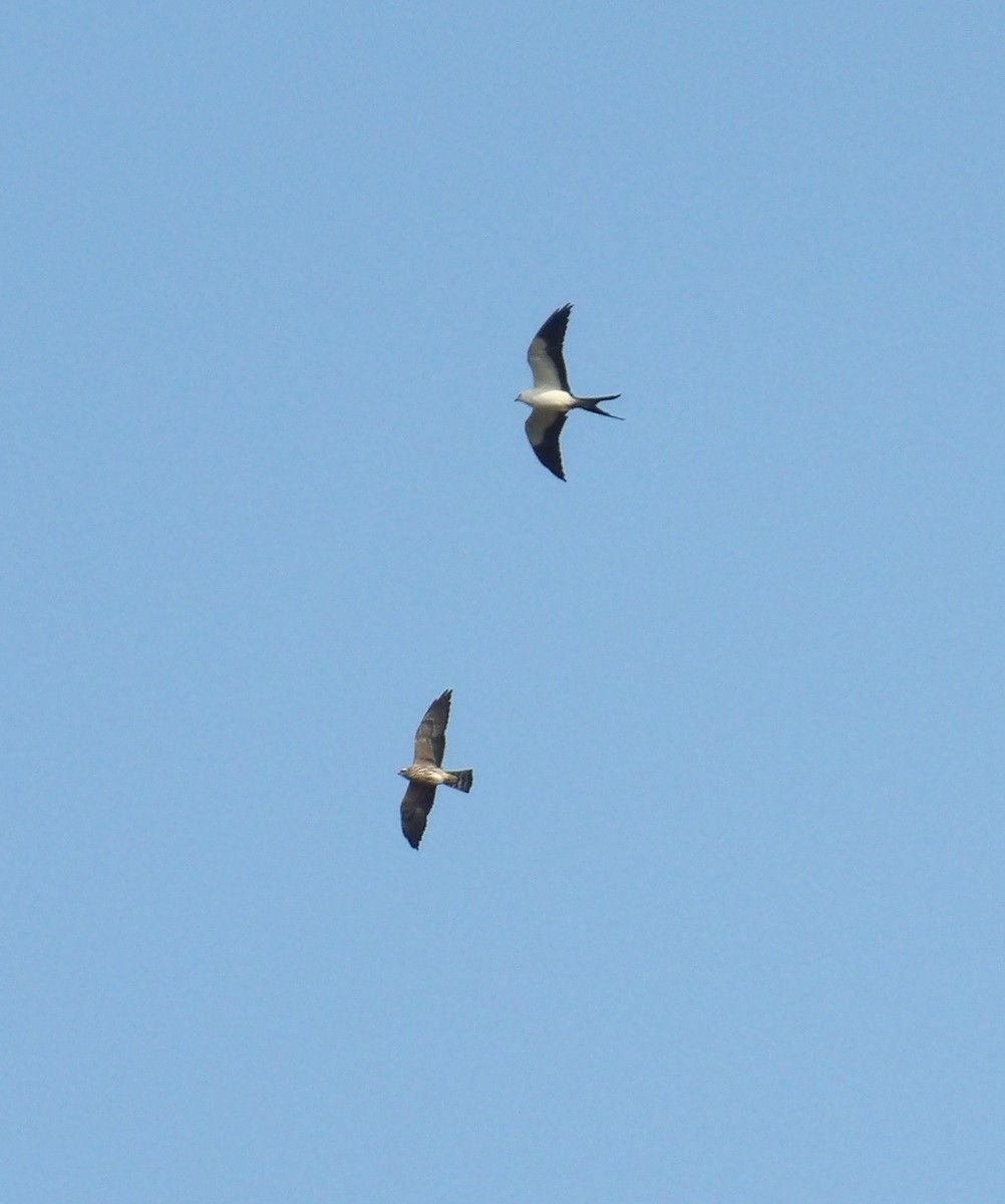 Swallow-tailed Kite - Steve Seibel