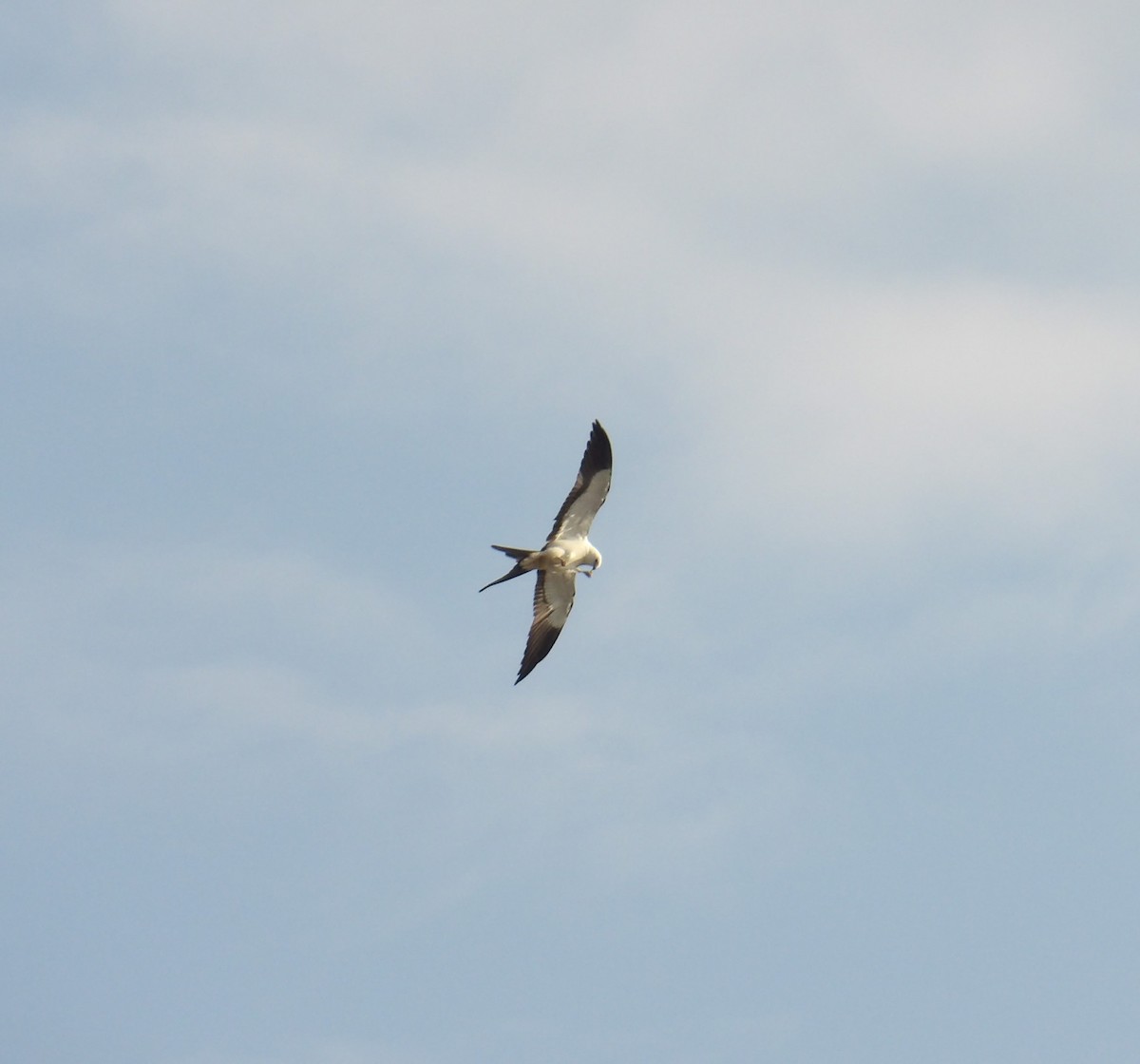 Swallow-tailed Kite - ML623420337