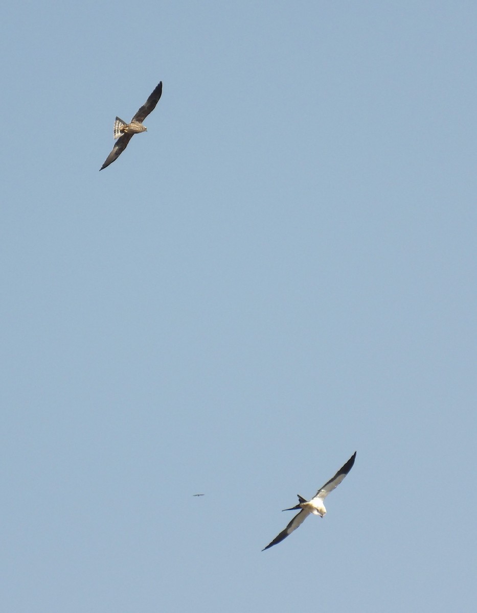 Swallow-tailed Kite - ML623420338