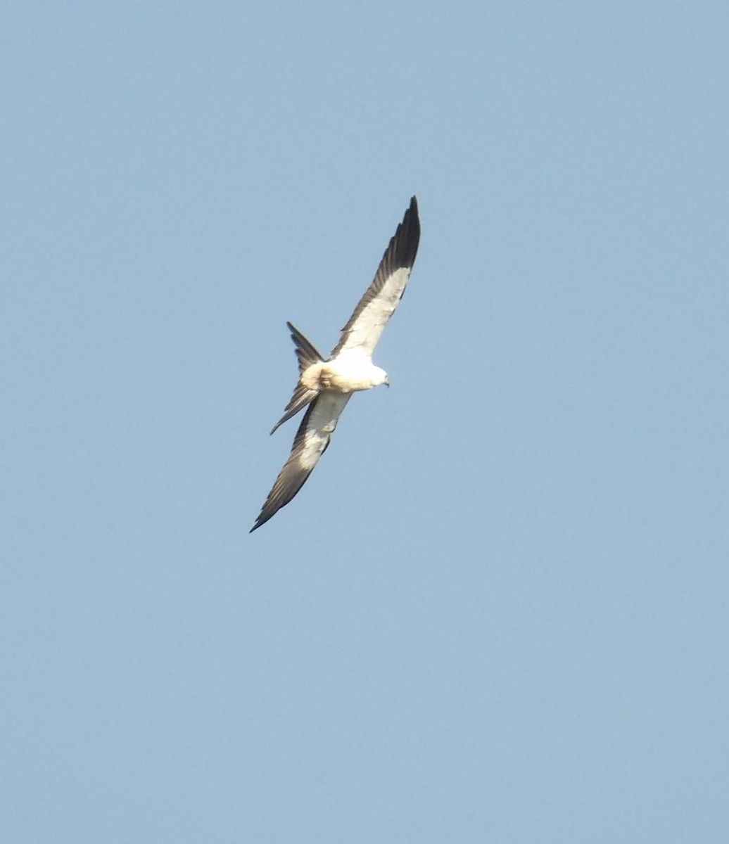 Swallow-tailed Kite - ML623420339