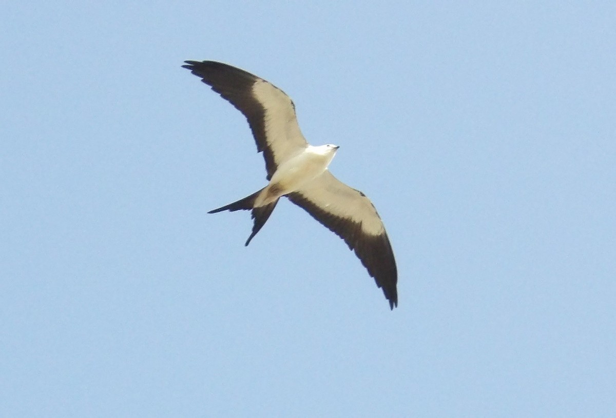 Swallow-tailed Kite - ML623420340