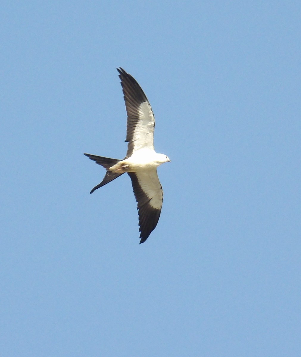 Swallow-tailed Kite - ML623420341