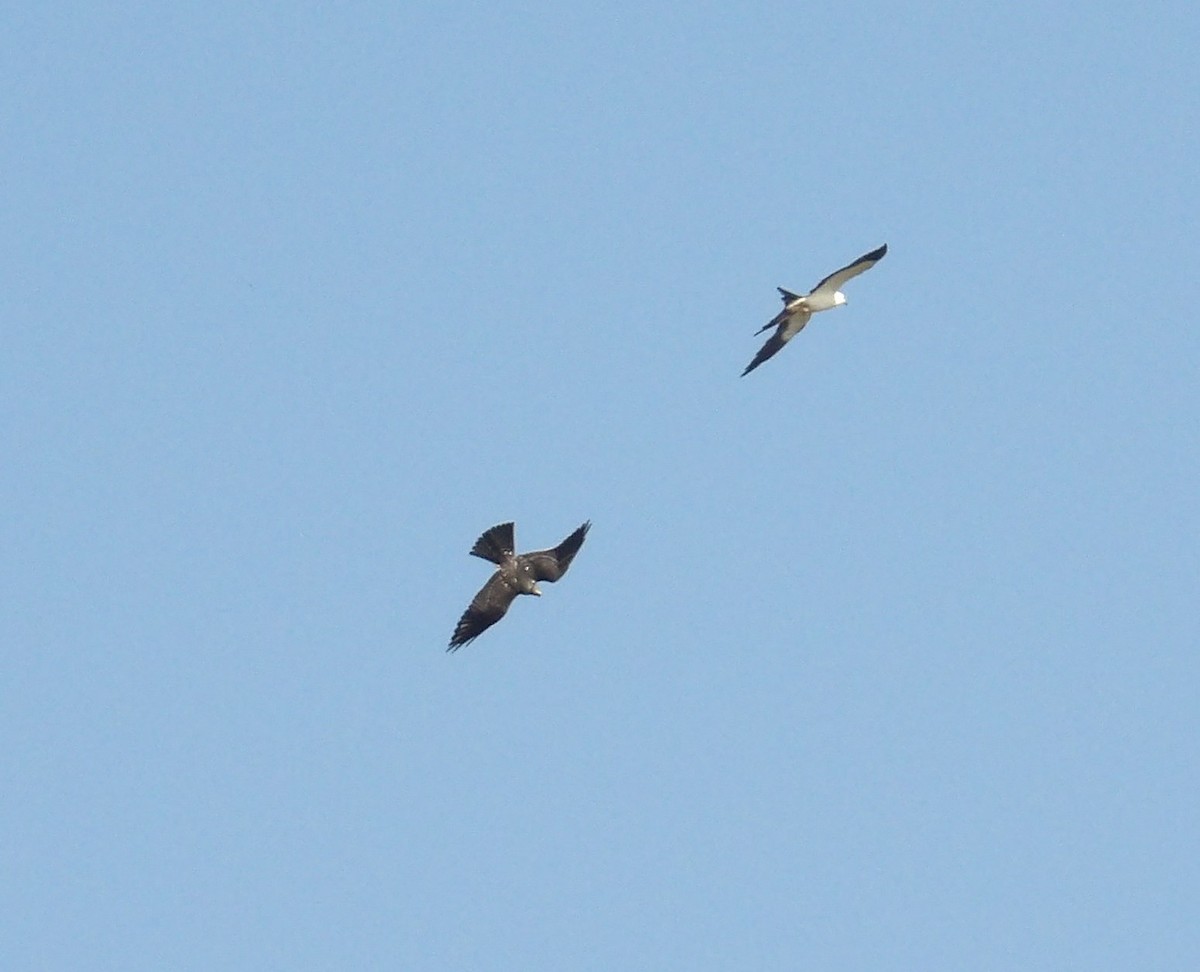 Swallow-tailed Kite - ML623420342