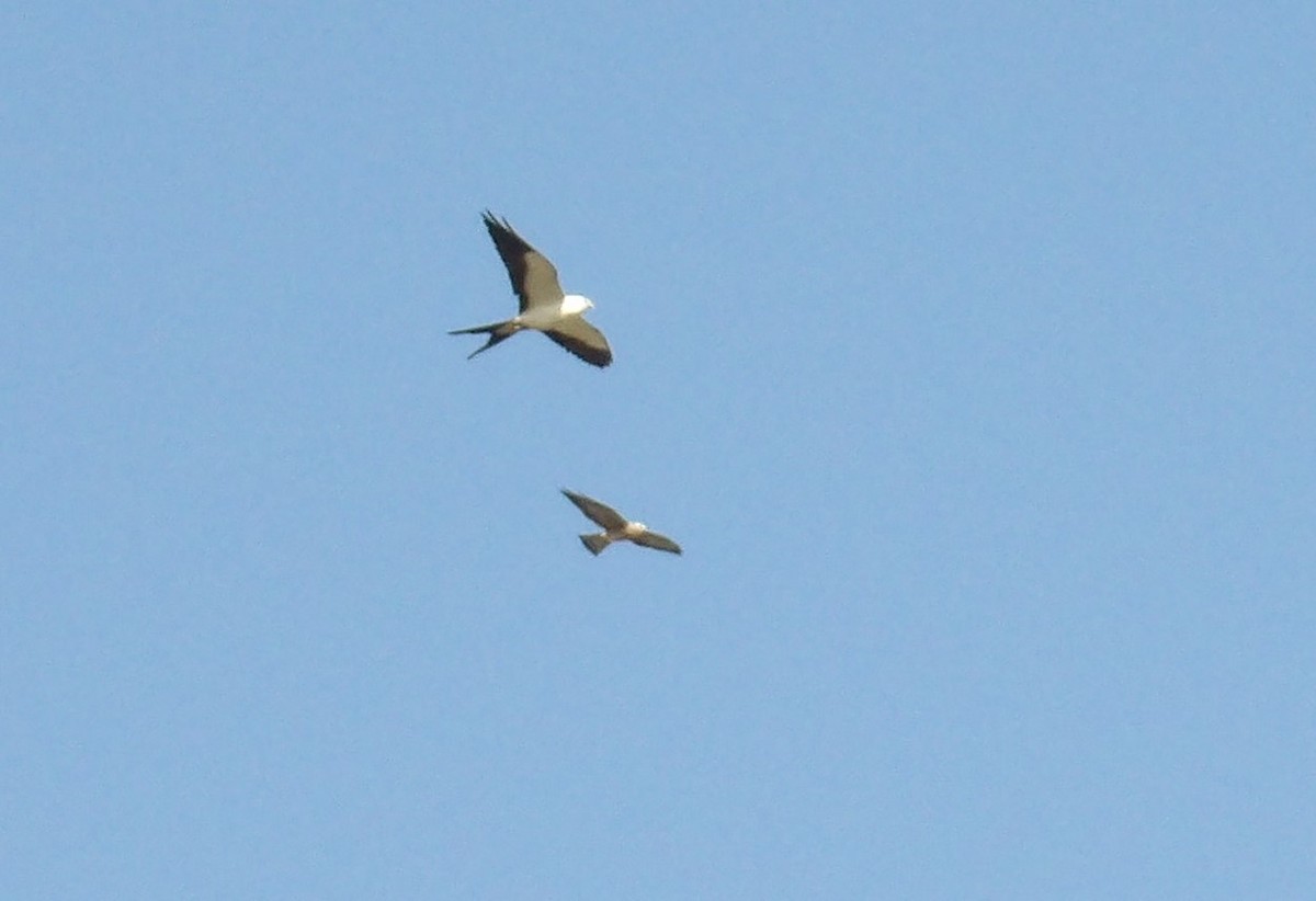 Swallow-tailed Kite - ML623420343