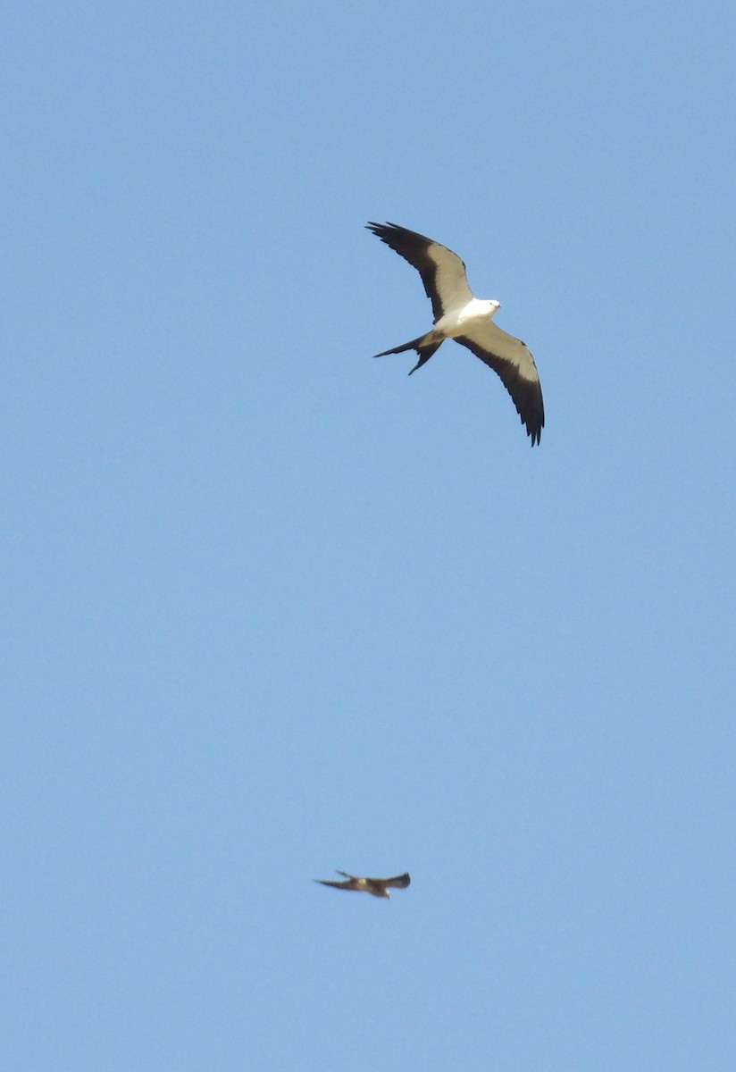 Swallow-tailed Kite - Steve Seibel