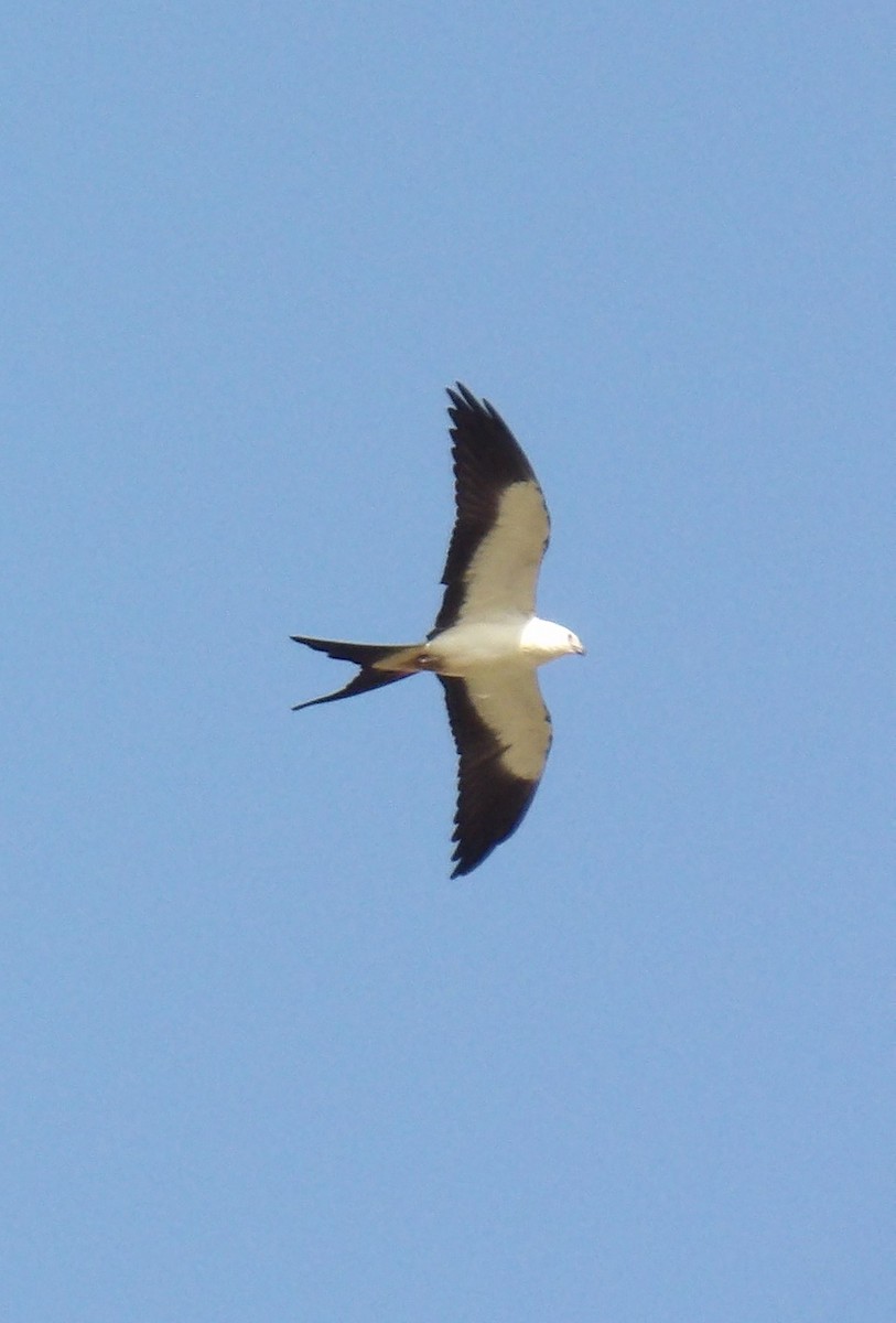 Swallow-tailed Kite - ML623420345