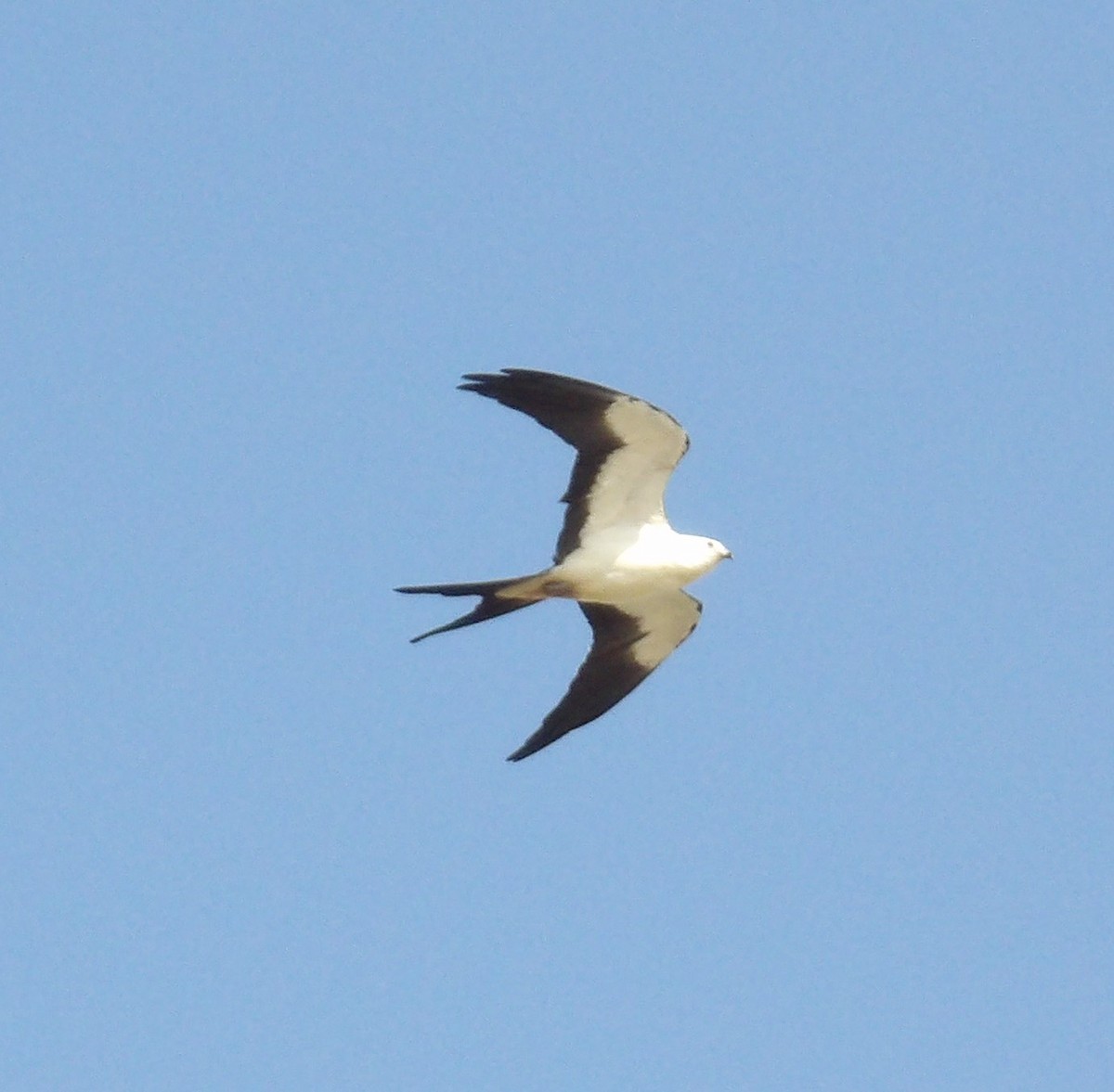 Swallow-tailed Kite - ML623420346